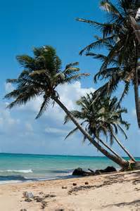 Coconut tree on the Caribean side of Nicaragua – Best Places In The World To Retire – International Living